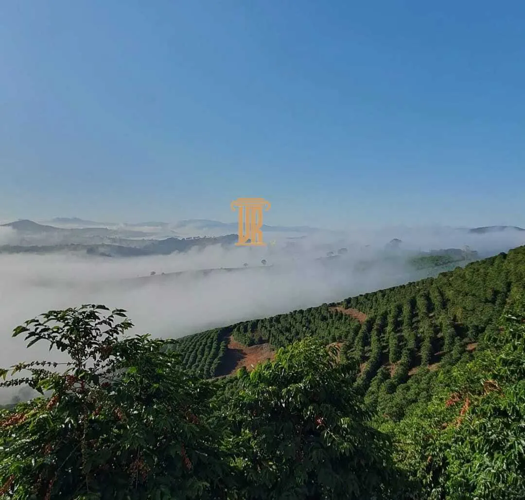 FAZENDA DE CAF&Eacute; COM TORREFA&Ccedil;&Atilde;O &Agrave; VENDA &ndash; PORTEIRA FECHADA &ndash; SUL DE MINAS/MG  São Lourenço - 