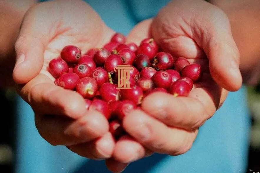 FAZENDA DE CAF&Eacute; COM TORREFA&Ccedil;&Atilde;O &Agrave; VENDA &ndash; PORTEIRA FECHADA &ndash; SUL DE MINAS/MG  São Lourenço - 
