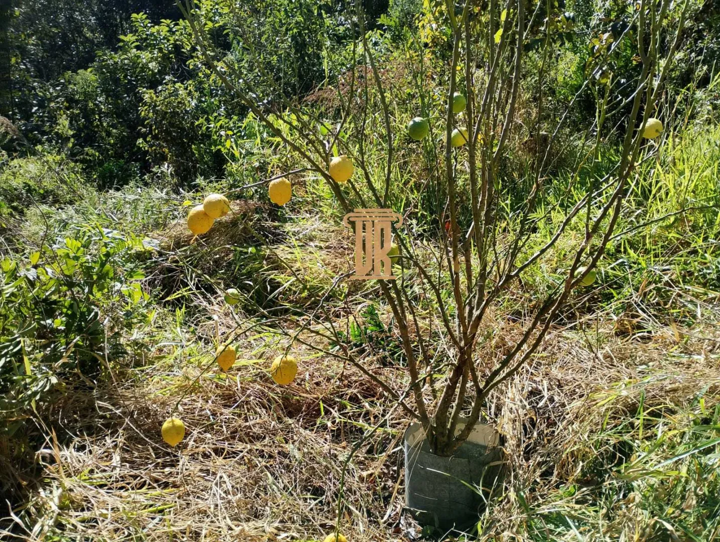 S&Iacute;TIO de 17 ALQUEIRES &Agrave; VENDA EM CUNHA/SP  Cunha - 