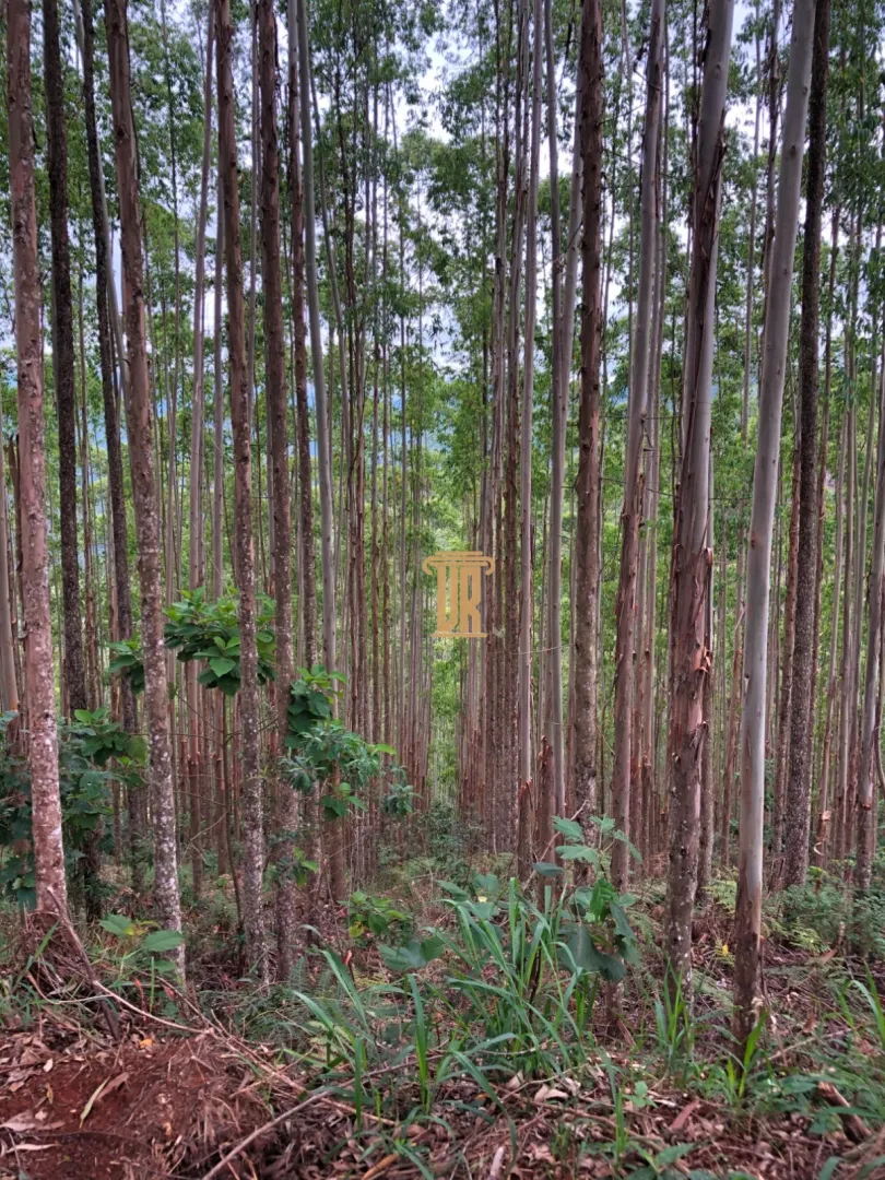 S&Iacute;TIO &Agrave; VENDA &ndash; 8,37 ALQUEIRES | REGI&Atilde;O DE S&Atilde;O FRANCISCO XAVIER &ndash; S&Atilde;O JOS&Eacute; DOS CAMPOS/SP  São José dos Campos - 