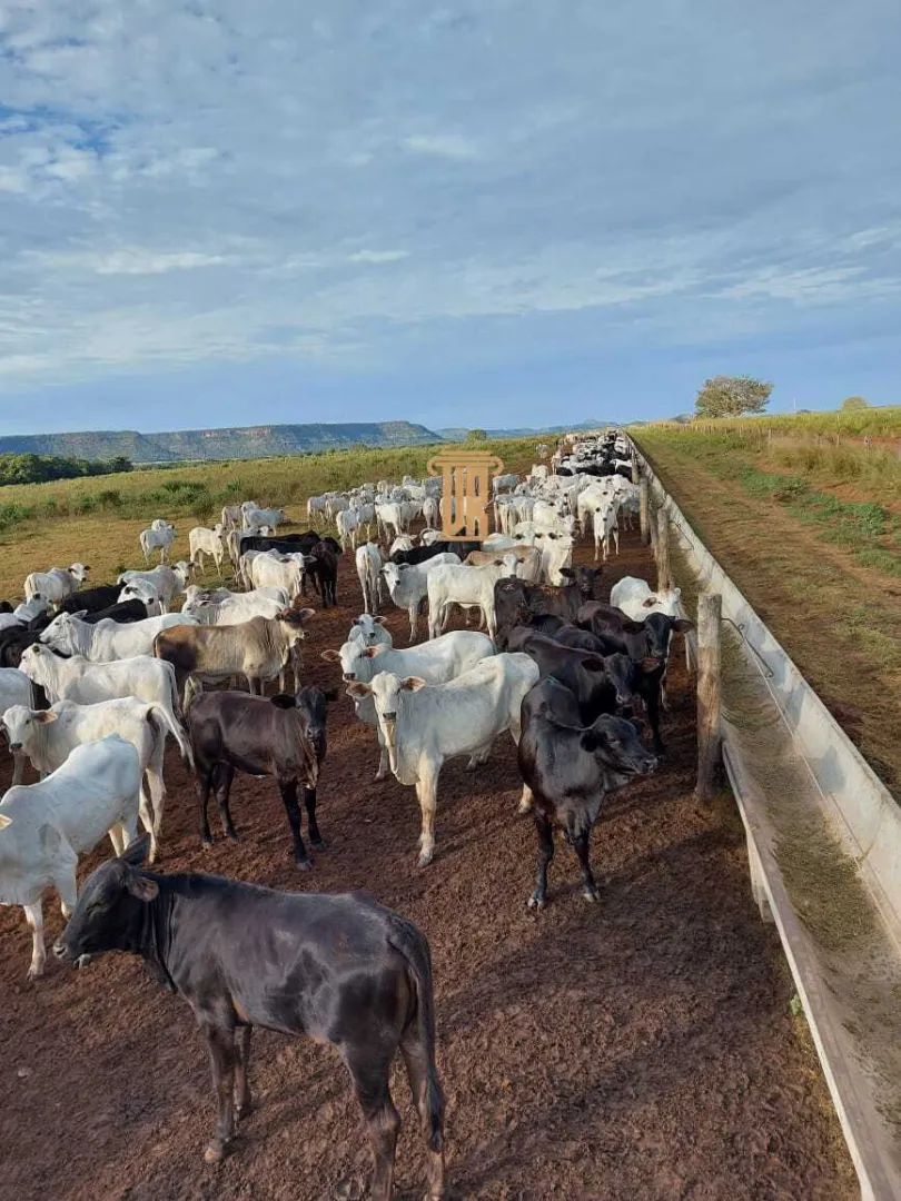 FAZENDA DE ALTO POTENCIAL &Agrave; VENDA &ndash; GOIATINS/TO  Goiatins - 