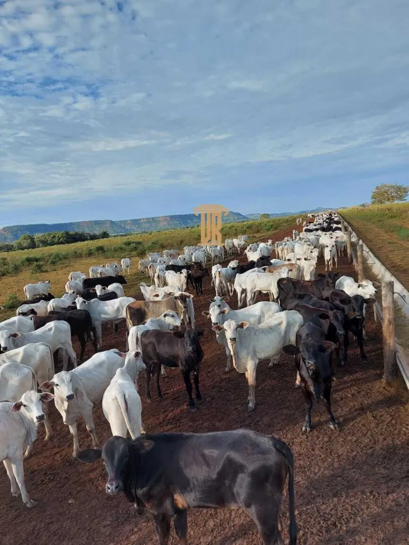 FAZENDA DE ALTO POTENCIAL &Agrave; VENDA &ndash; GOIATINS/TO  Goiatins - 