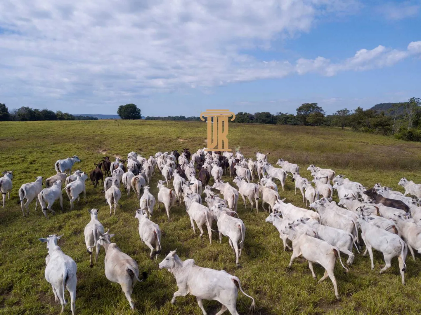 FAZENDA DE ALTO POTENCIAL &Agrave; VENDA &ndash; GOIATINS/TO  Goiatins - 