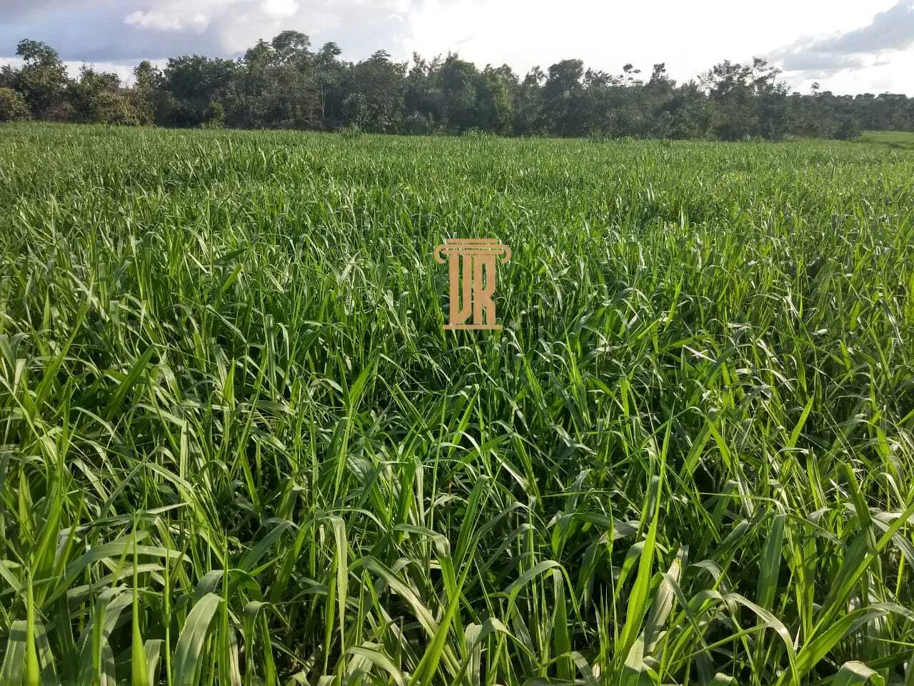 FAZENDA DE ALTO POTENCIAL &Agrave; VENDA &ndash; GOIATINS/TO  Goiatins - 