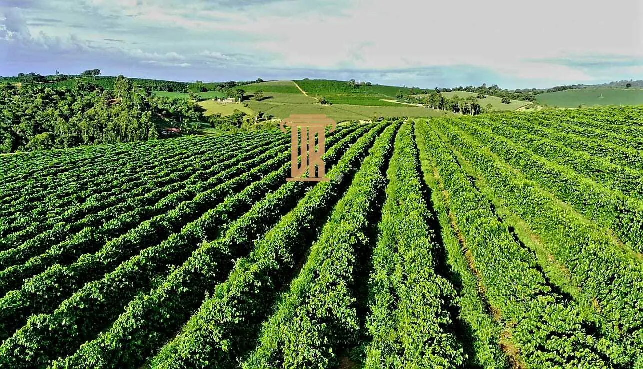 FAZENDA DE CAF&Eacute; DE ALTO PADR&Atilde;O EM MACHADO- MG  Machado - 
