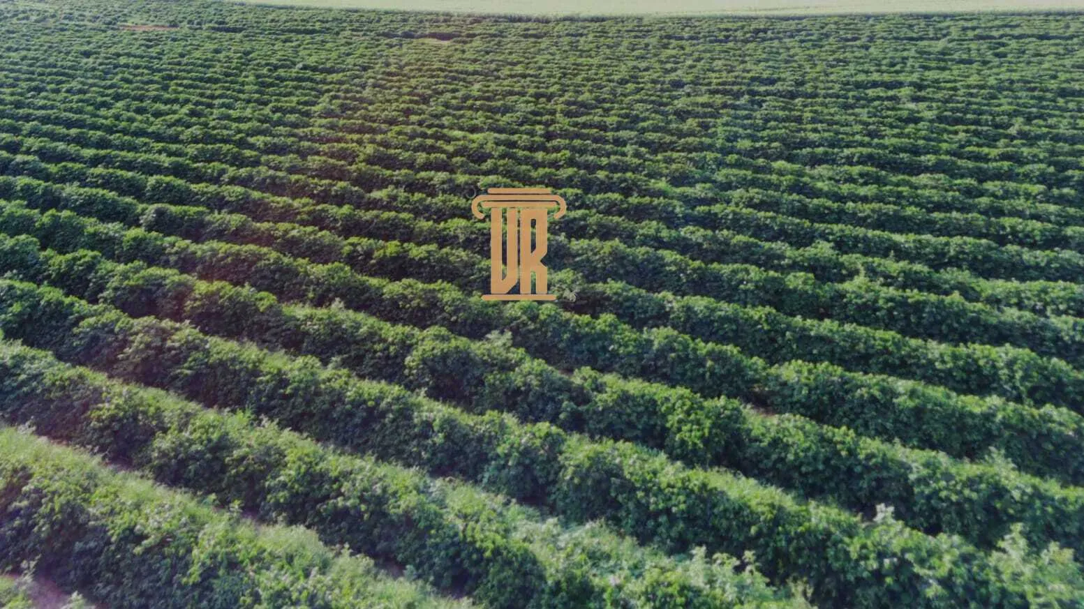 FAZENDA DE CAF&Eacute; DE ALTO PADR&Atilde;O EM MACHADO- MG  Machado - 