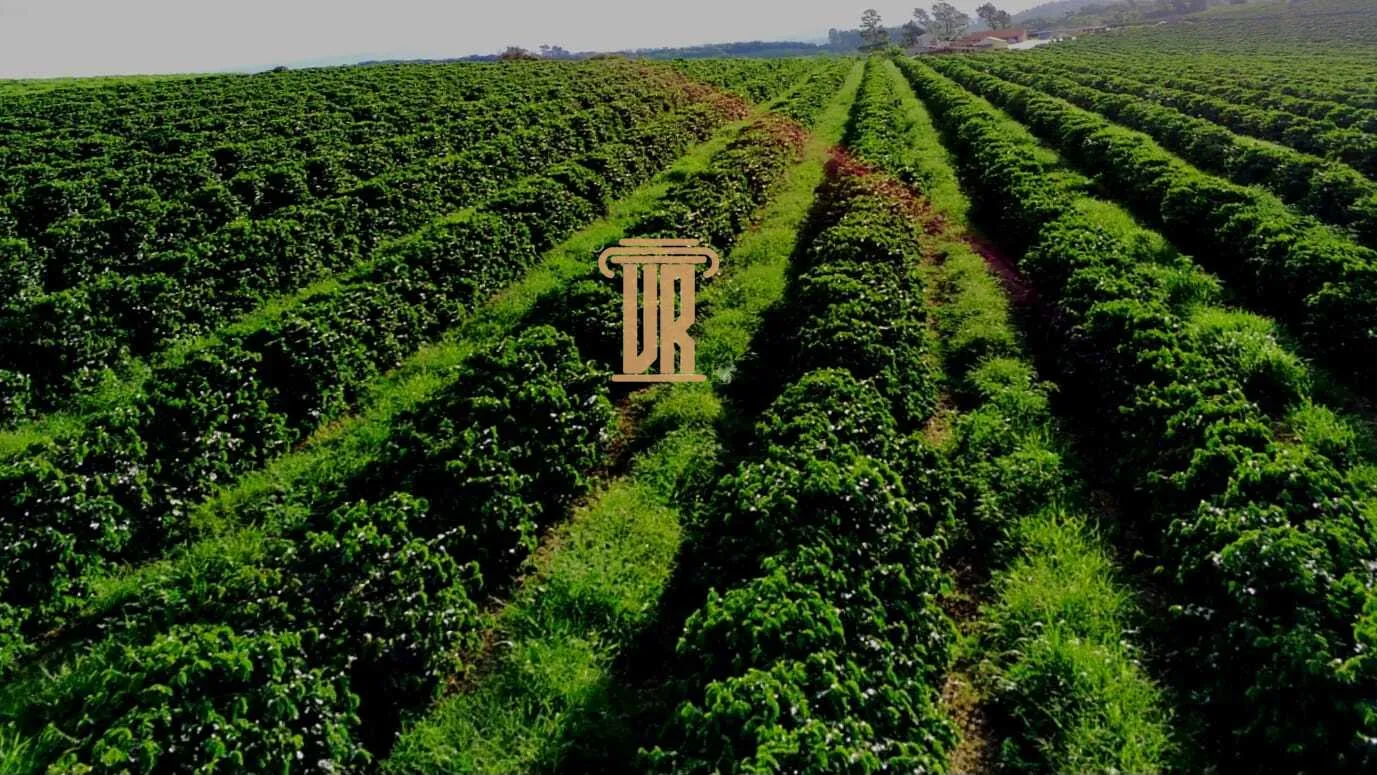 FAZENDA DE CAF&Eacute; DE ALTO PADR&Atilde;O EM MACHADO- MG  Machado - 