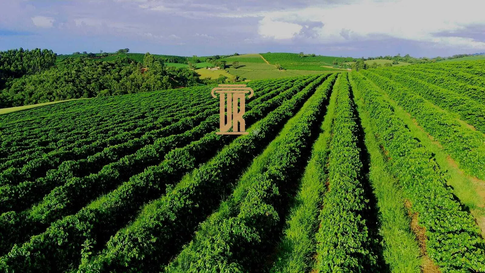 FAZENDA DE CAF&Eacute; DE ALTO PADR&Atilde;O EM MACHADO- MG  Machado - 
