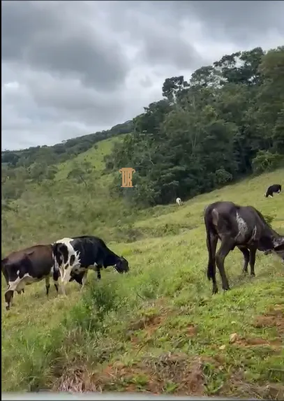 S&Iacute;TIO COM 30 HECTARES EM CONCEI&Ccedil;&Atilde;O DO RIO VERDE &ndash; MG  Conceição do Rio Verde - 