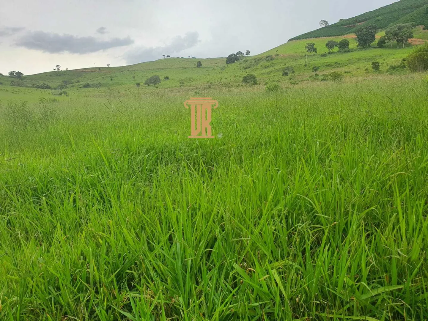 FAZENDA COM 208 HECTARES EM SOLIDADE DE MINAS &ndash; MG  Soledade de Minas - 