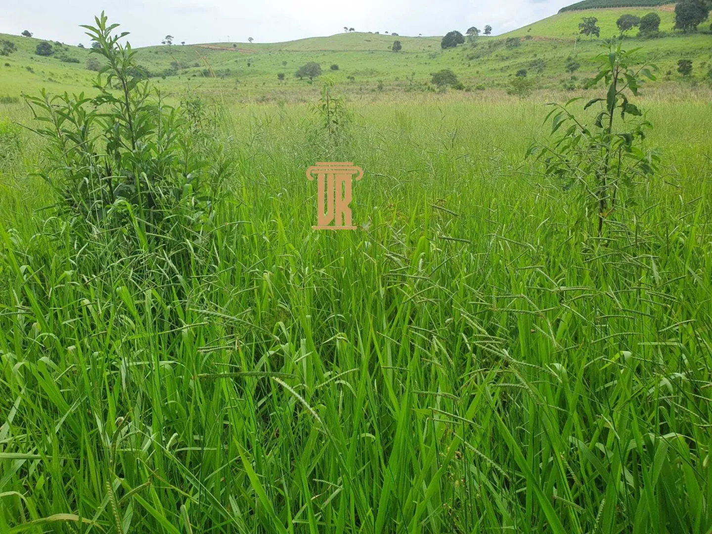 FAZENDA COM 208 HECTARES EM SOLIDADE DE MINAS &ndash; MG  Soledade de Minas - 