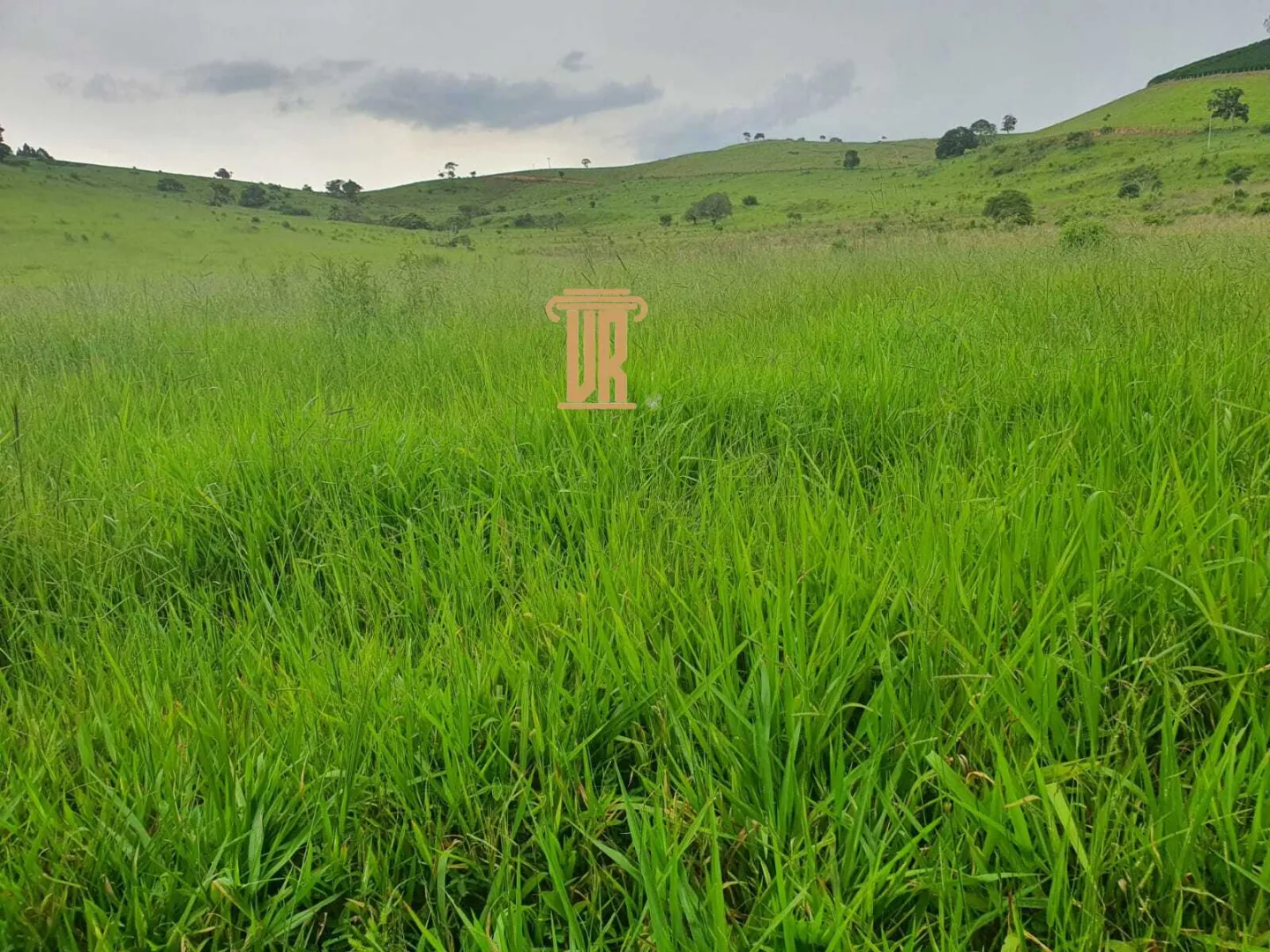 FAZENDA COM 208 HECTARES EM SOLIDADE DE MINAS &ndash; MG  Soledade de Minas - 