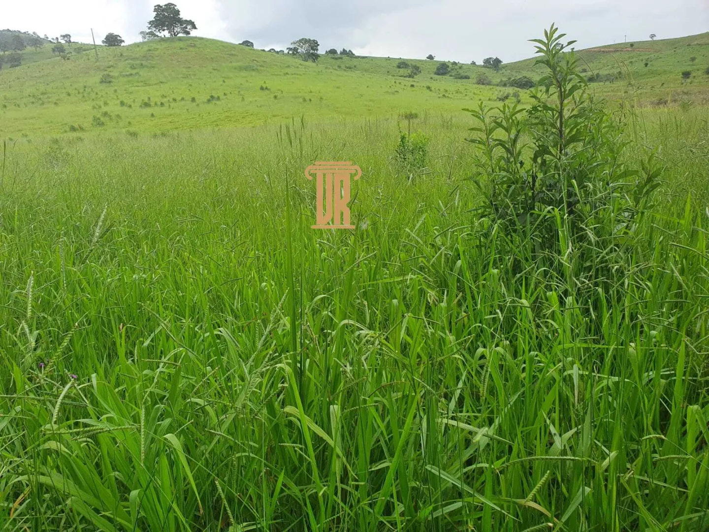 FAZENDA COM 208 HECTARES EM SOLIDADE DE MINAS &ndash; MG  Soledade de Minas - 