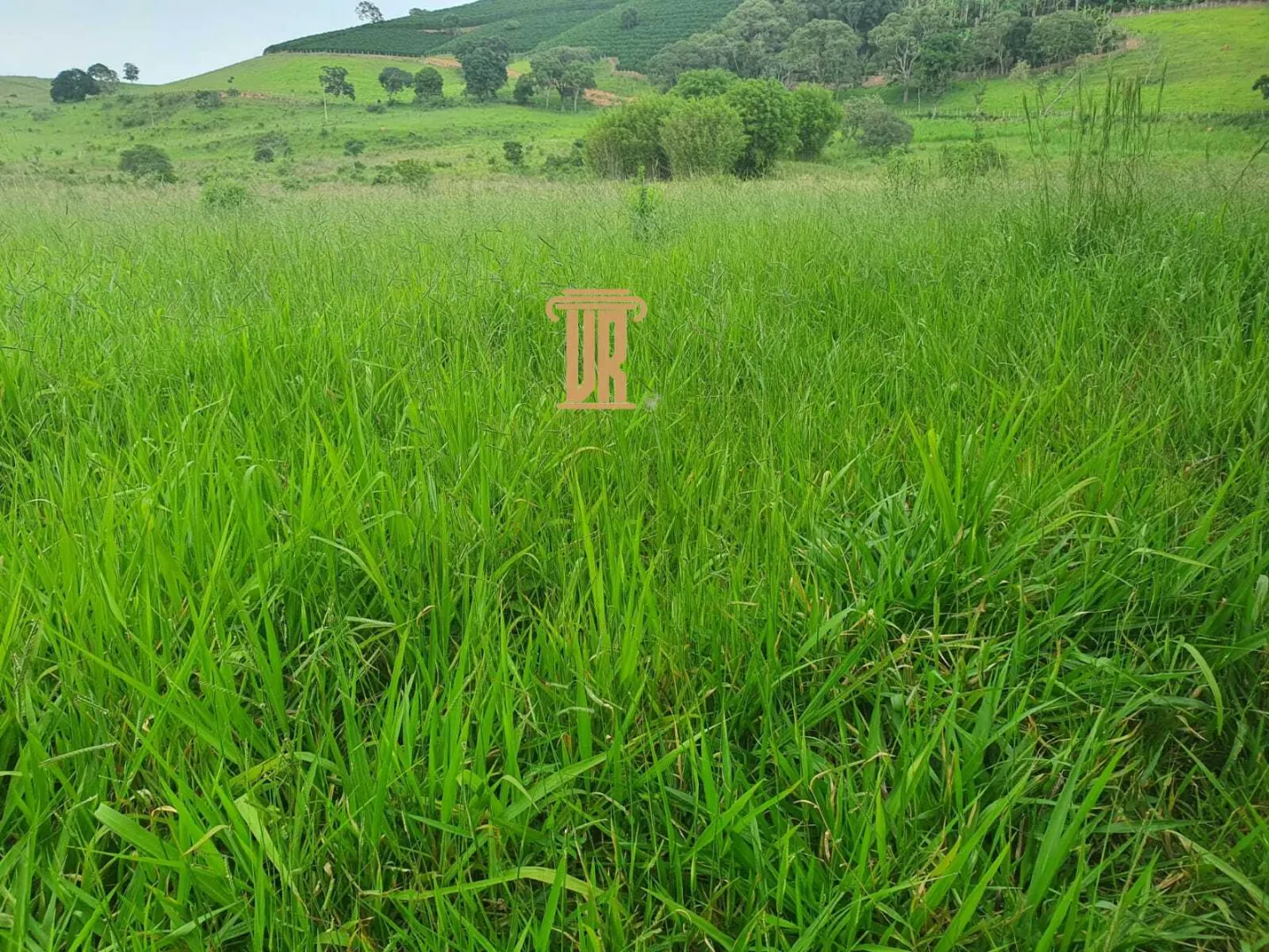 FAZENDA COM 208 HECTARES EM SOLIDADE DE MINAS &ndash; MG  Soledade de Minas - 