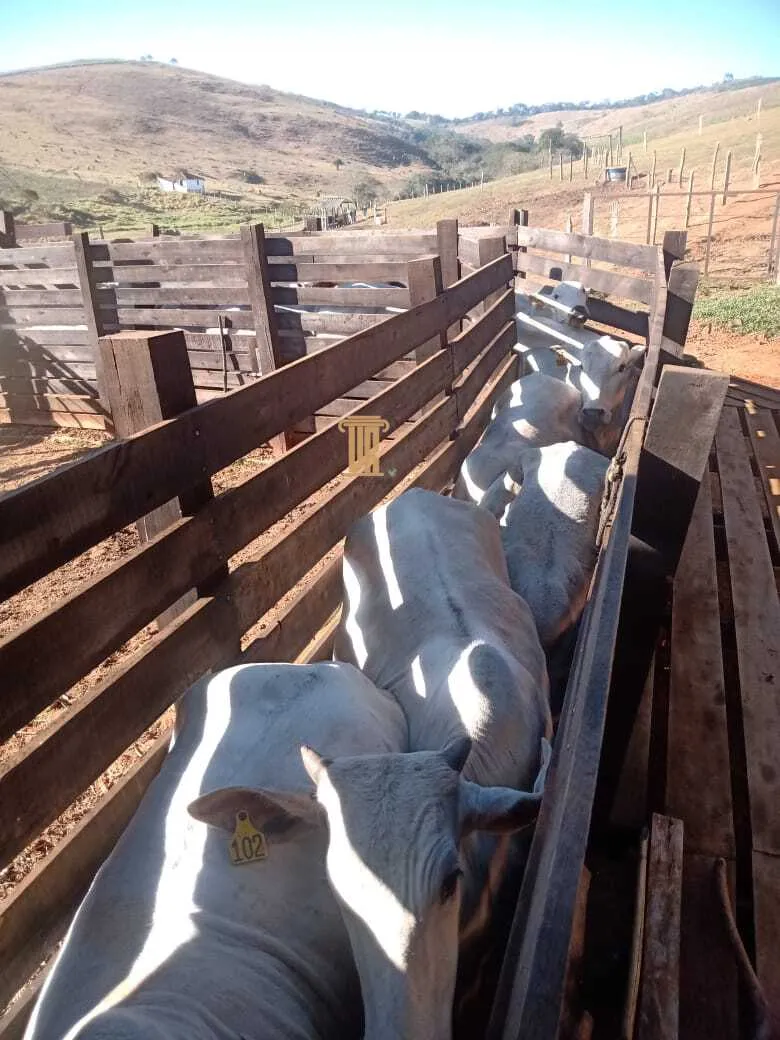 FAZENDA COM 84 ALQUEIRES EM POUSO ALTO &ndash; MG  Pouso Alto - 