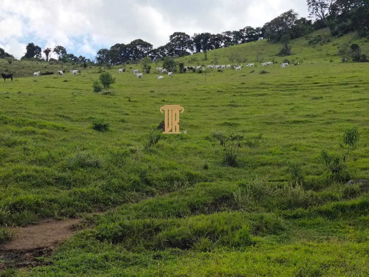 FAZENDA COM 84 ALQUEIRES EM POUSO ALTO &ndash; MG  Pouso Alto - 