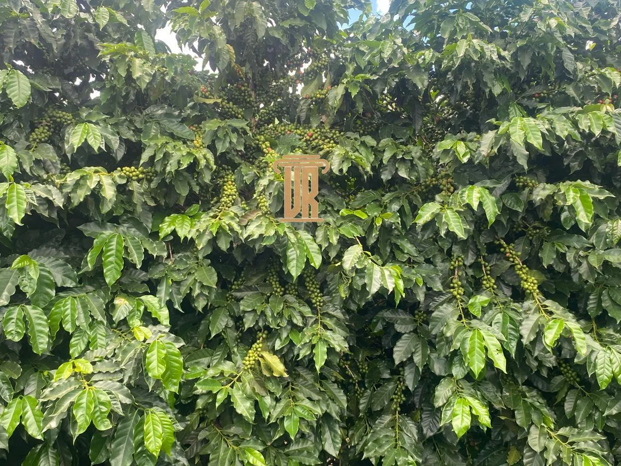 FAZENDA DE 5.000 HECTARES EM UNA&Iacute; - MG  Unaí - 