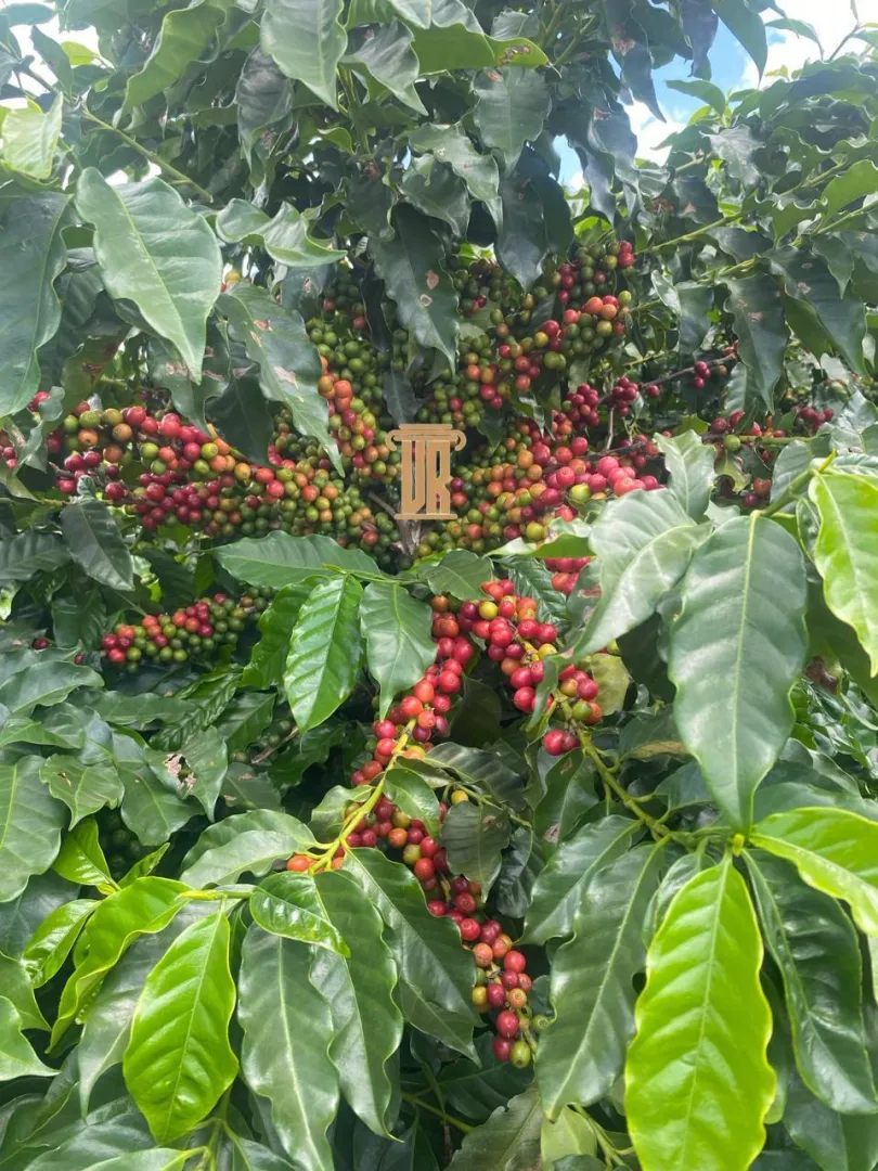 FAZENDA DE 5.000 HECTARES EM UNA&Iacute; - MG  Unaí - 