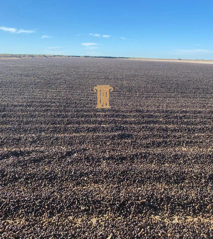 FAZENDA DE 5.000 HECTARES EM UNA&Iacute; - MG  Unaí - 