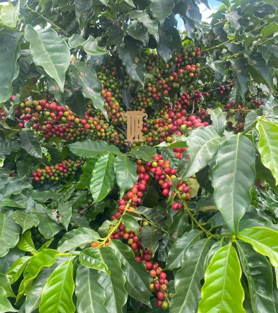 FAZENDA DE 5.000 HECTARES EM UNA&Iacute; - MG  Unaí - 