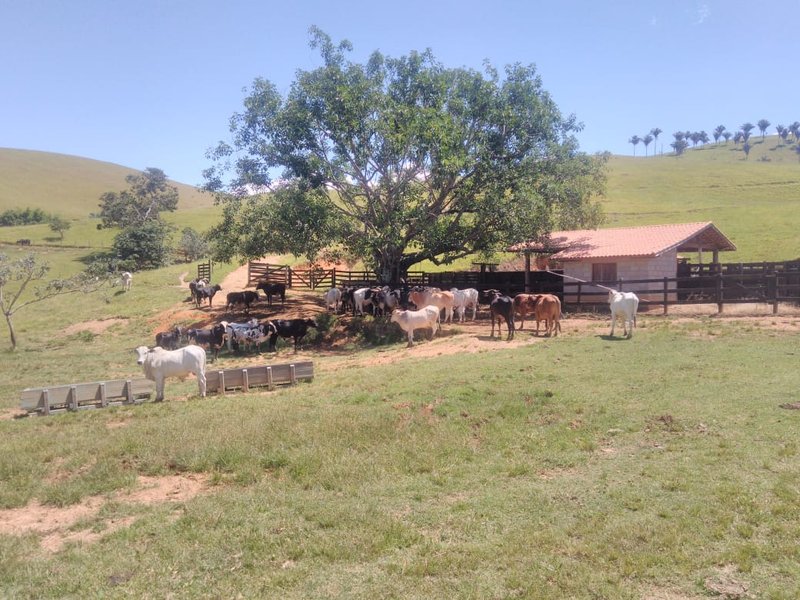 Fazenda Com 225 Hectares e Casa de Alto Padrão em Guaratinguetá - Guaratinguetá - 
