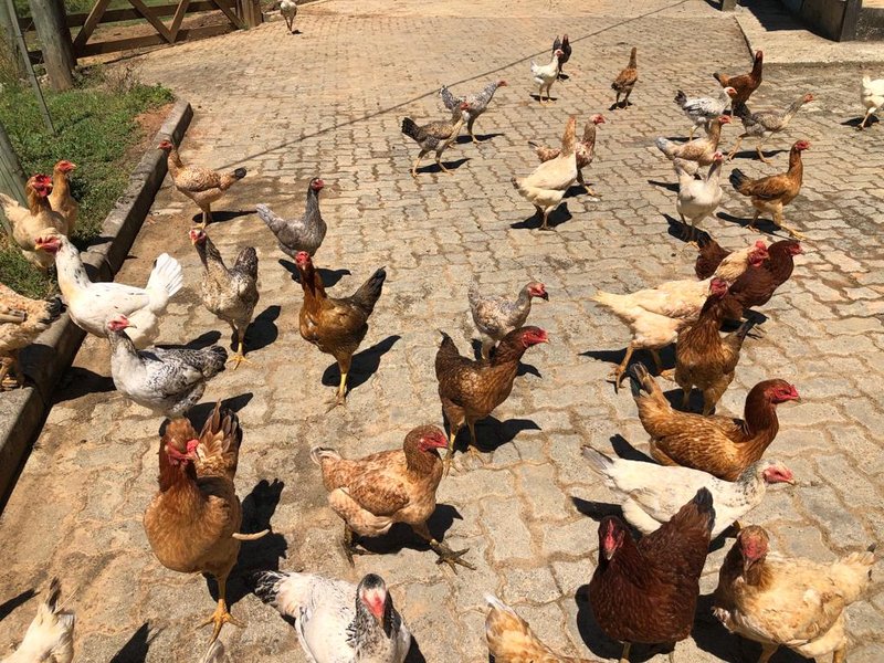 Fazenda Com 225 Hectares e Casa de Alto Padrão em Guaratinguetá - Guaratinguetá - 