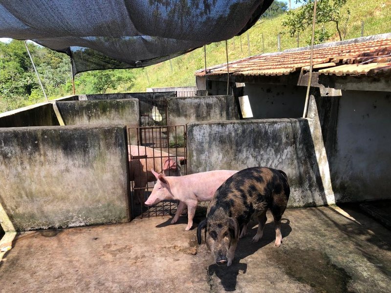Fazenda Com 225 Hectares e Casa de Alto Padrão em Guaratinguetá - Guaratinguetá - 
