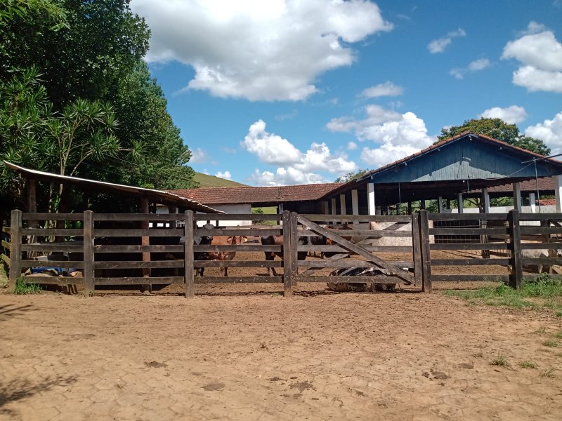 Excelente Fazenda de 237 hectares em canas - CANAS - 