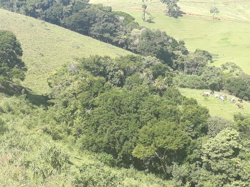 Sítio 19.3 hectares em Delfim Moreira/MG - DELFIM MOREIRA - 