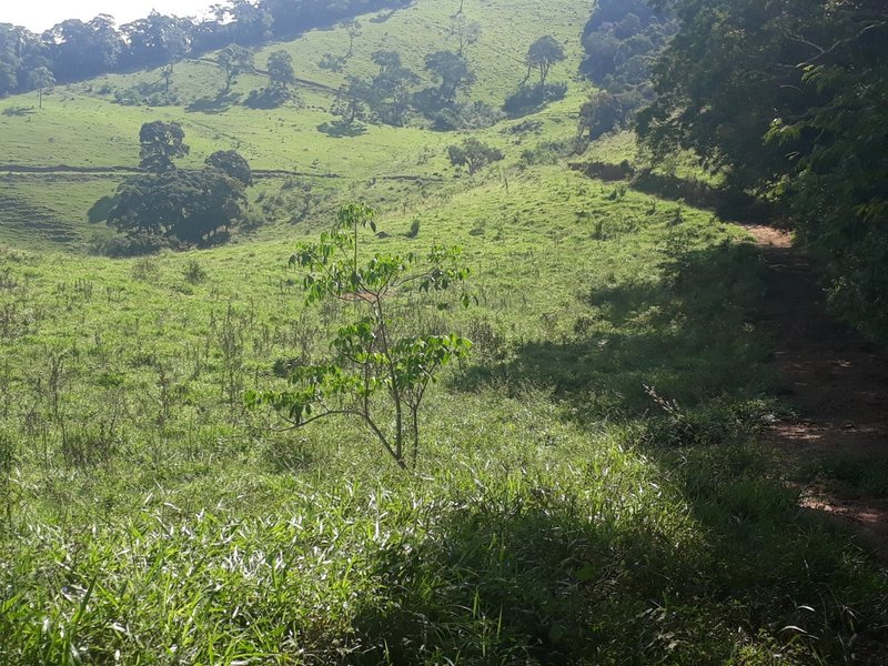 Sítio 19.3 hectares em Delfim Moreira/MG - DELFIM MOREIRA - 