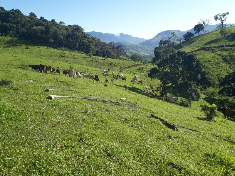Sítio 19.3 hectares em Delfim Moreira/MG - DELFIM MOREIRA - 