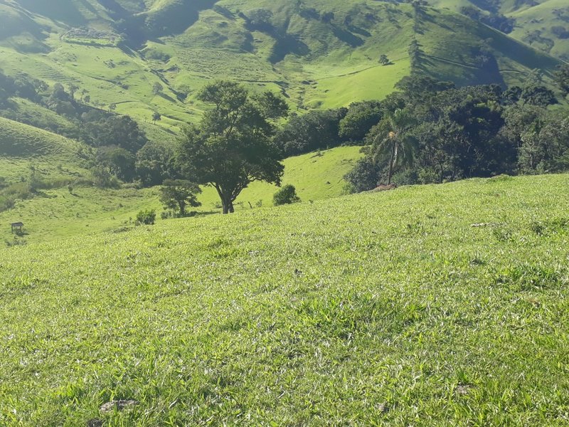 Sítio 19.3 hectares em Delfim Moreira/MG - DELFIM MOREIRA - 