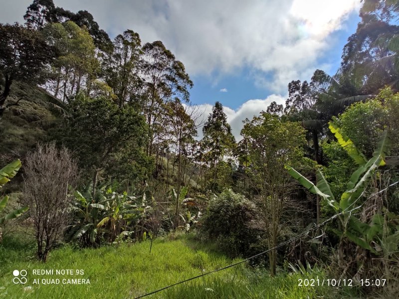 Sítio 16.4 alqueires em Natividade da serra - NATIVIDADE DA SERRA - 