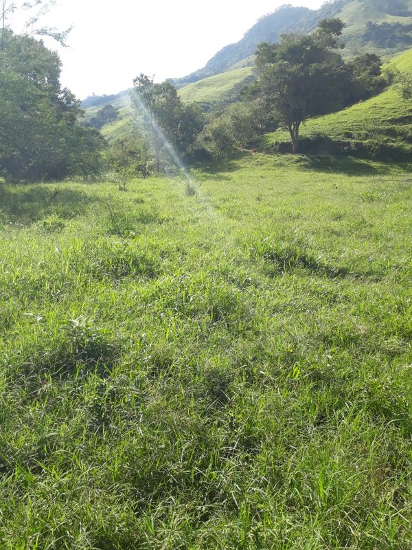 Área rural 37.5 hectares em Delfim Moreira - DELFIM MOREIRA - 