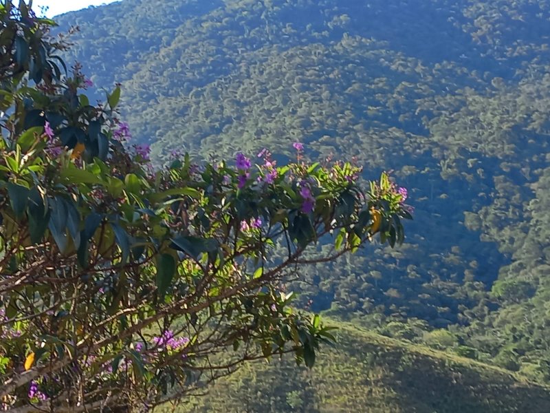 Área rural 70 hectares em Monteiro Lobato - MONTEIRO LOBATO - 