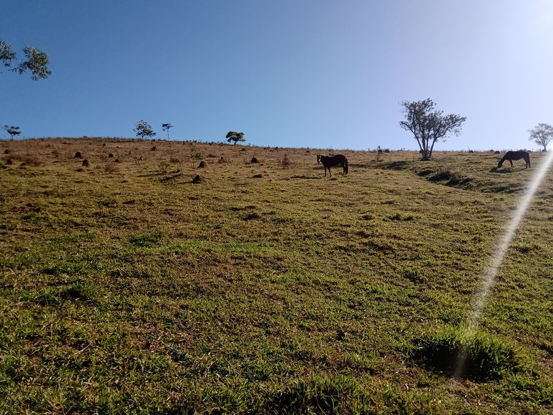 SÍTIO 5 HECTARES EM MONTEIRO LOBATO - MONTEIRO LOBATO - 