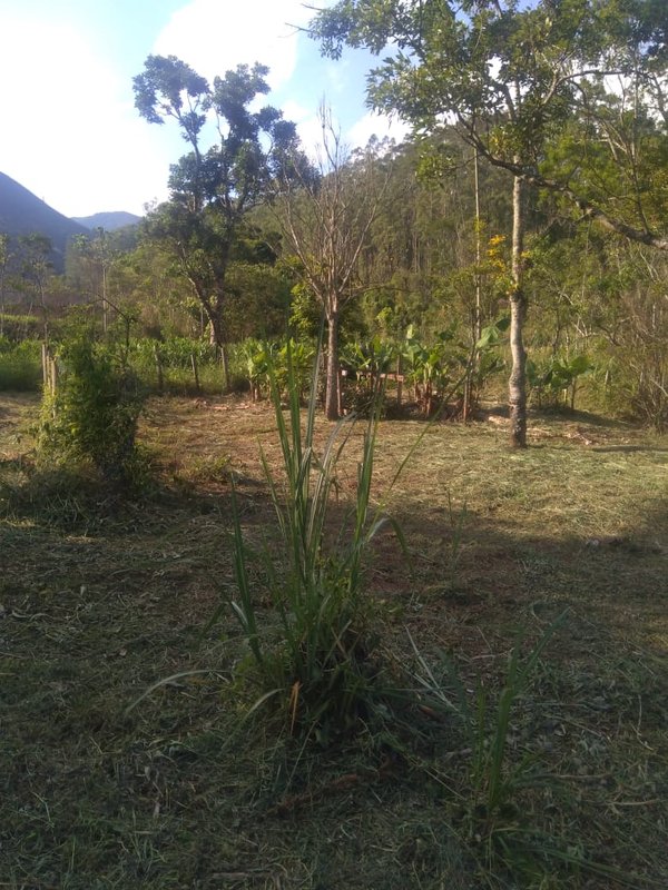 CHÁCARA 3.100 METROS EM MONTEIRO LOBATO - MONTEIRO LOBATO - 