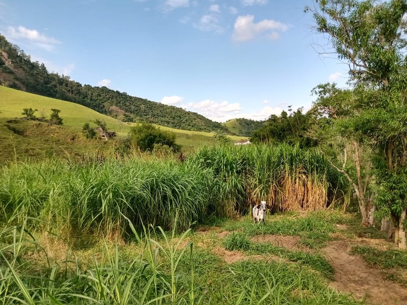 FAZENDA 363 HECTARES NO VALE DO PARAÍBA - CRUZEIRO - 