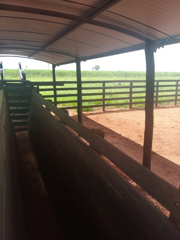FAZENDA DE 193,6 HECTARES EM MG - ADAMANTINA - 