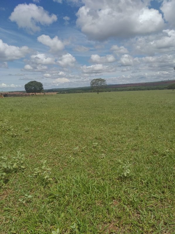 FAZENDA DE 193,6 HECTARES EM MG - ADAMANTINA - 