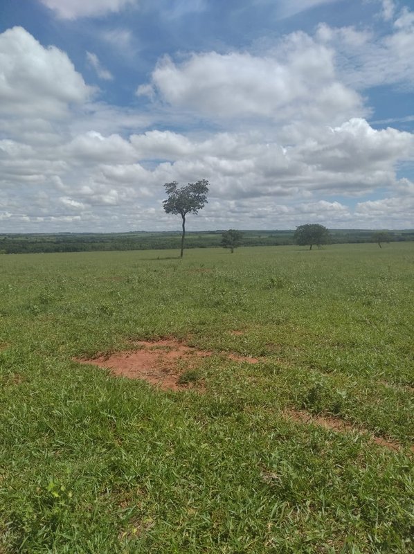 FAZENDA DE 193,6 HECTARES EM MG - ADAMANTINA - 