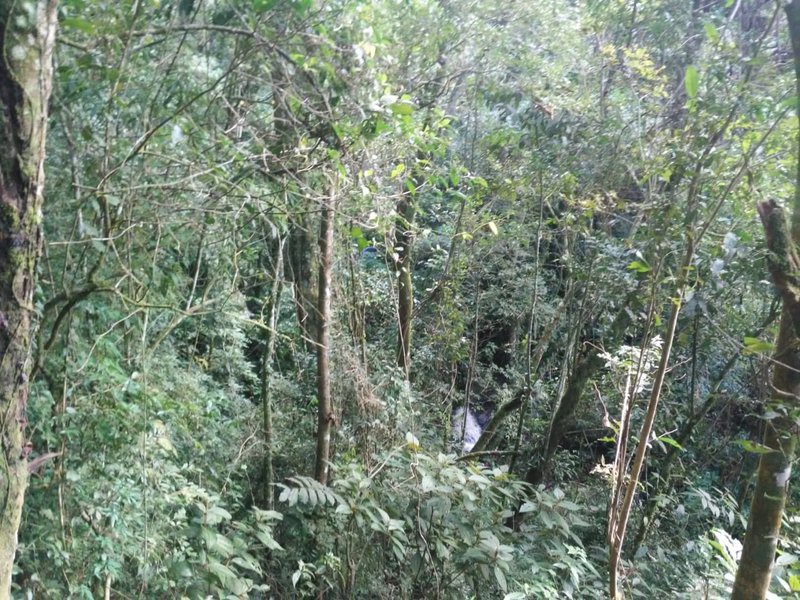 ÁREA DE 29.6 HECTARES EM MONTEIRO LOBATO - MONTEIRO LOBATO - 