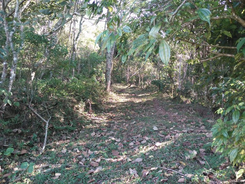ÁREA DE 29.6 HECTARES EM MONTEIRO LOBATO - MONTEIRO LOBATO - 