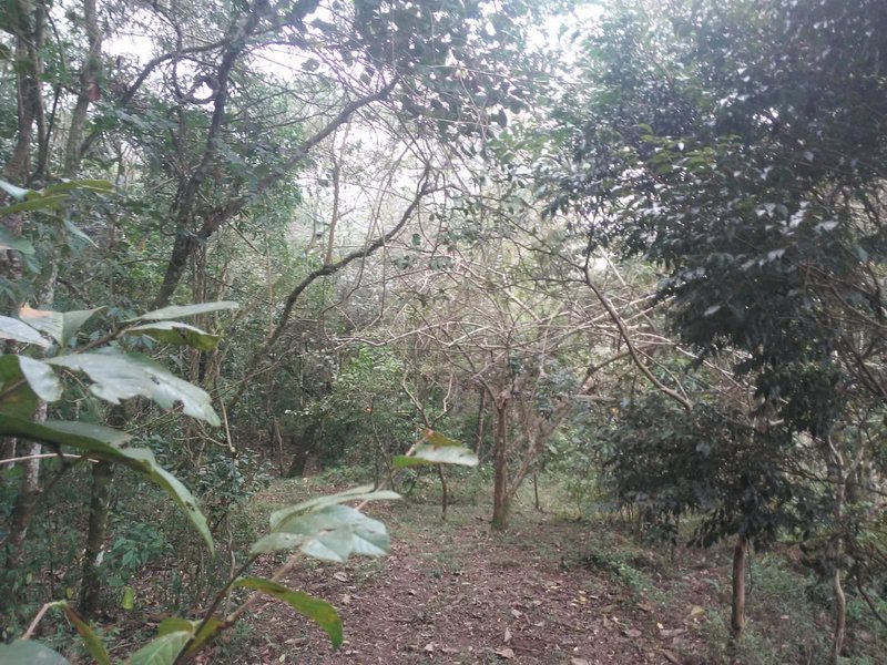 ÁREA DE 29.6 HECTARES EM MONTEIRO LOBATO - MONTEIRO LOBATO - 