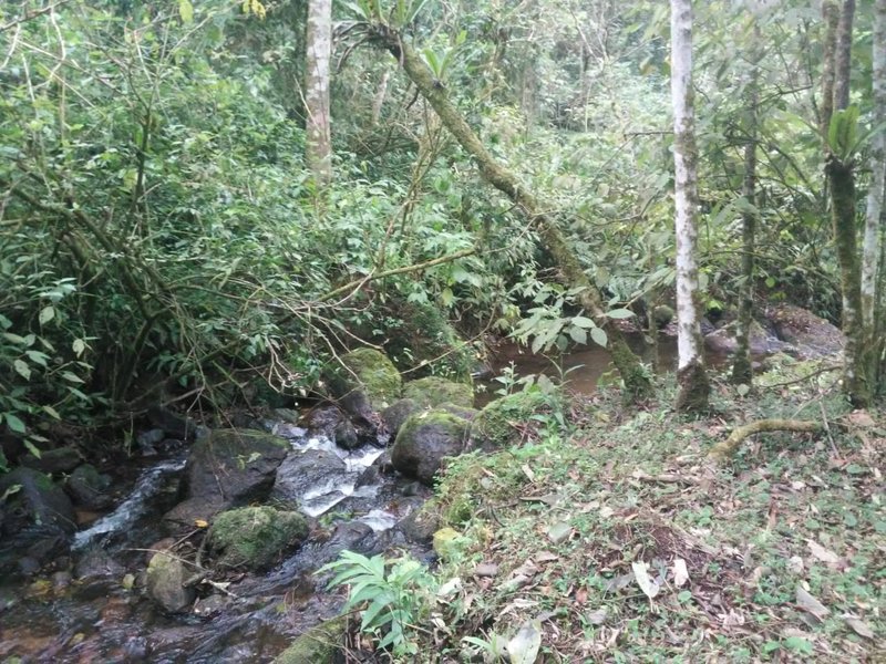 ÁREA DE 29.6 HECTARES EM MONTEIRO LOBATO - MONTEIRO LOBATO - 