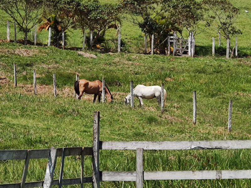 SÍTIO 6.6 HECTARES EM JACAREÍ - Jacareí - 