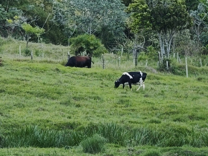 SÍTIO 6.6 HECTARES EM JACAREÍ - Jacareí - 