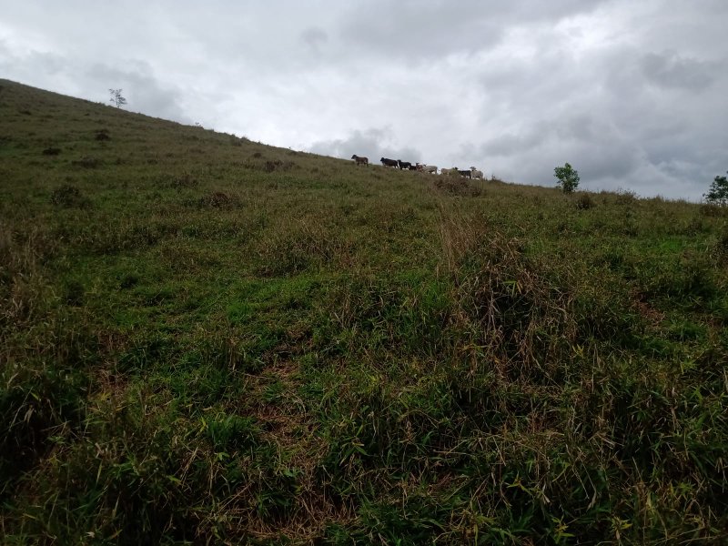 ÁREA RURAL COM 9.6 HECTARES EM MONTEIRO LOBATO - MONTEIRO LOBATO - 