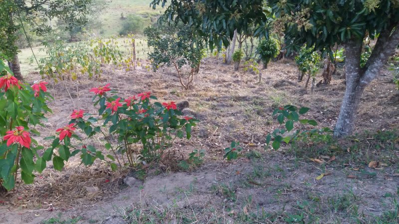 SÍTIO 3 ALQUEIRES EM CUNHA - Cunha - 