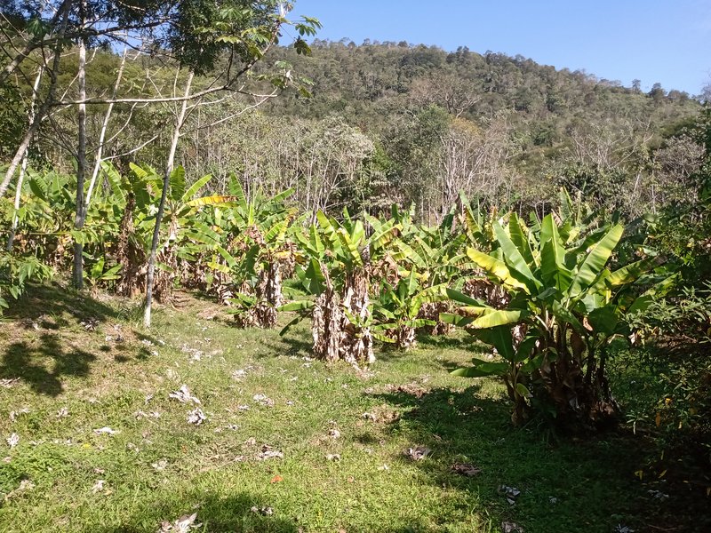 CHÁCARA COM 15.400 METROS EM MONTEIRO LOBATO - MONTEIRO LOBATO - 